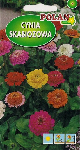 CYNIA Skabiozowa 1g nasiona kwiatów polan