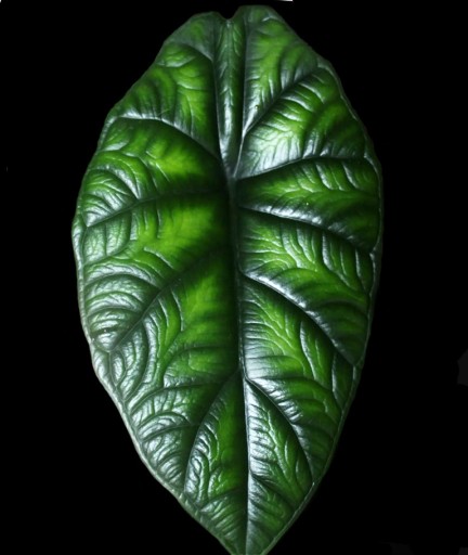 ALOCASIA 'DRAGON SCALE' Alokazja