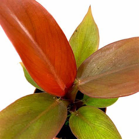 PHILODENDRON Red Sun Filodendron