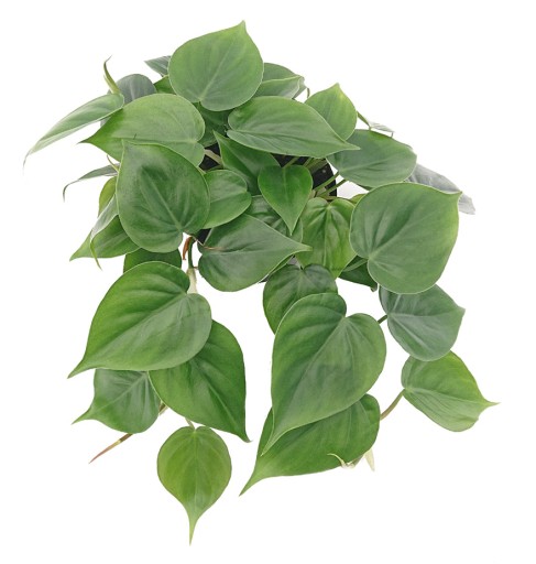 FILODENDRON SCANDENS PNĄCY PNĄCA ROŚLINA DOMOWA
