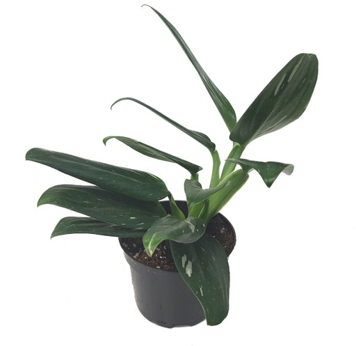 FILODENDRON COBRA MONSTEWRA STANDLEYENA VARIEGATA
