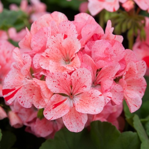 PELARGONIA RABATOWA Divas F1 RASPBERRY RIPPLE krakowiak NASIONA KWIATÓW