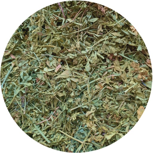 Ruta zwyczajna Ruta graveolens 250 g certyfikat