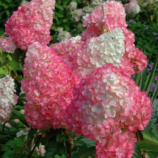 Hortensja SUNDAE FRAISE* premium wys 80 cm HIT