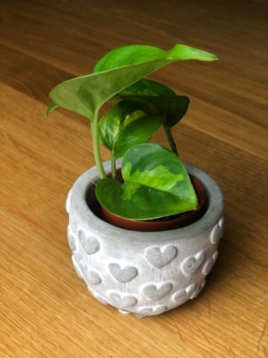 SCINDAPSUS GLOBAL GREEN MINI PNĄCZE NOWOŚĆ