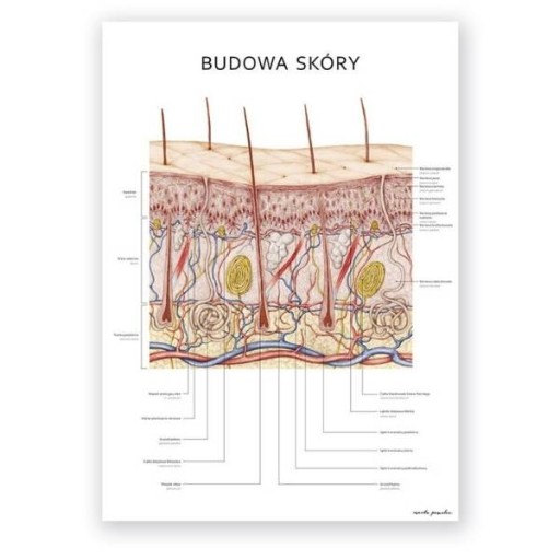 Plansza tablica anatomiczna plakat budowa skóry