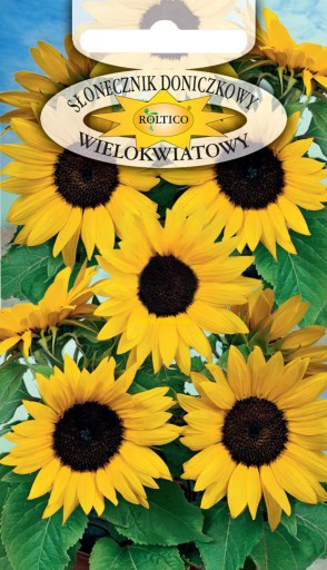 SŁONECZNIK DONICZKOWY WIELOKWIATOWY NASIONA