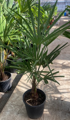 PALMA tachycarpus fortunei (Szorstkowiec) XL