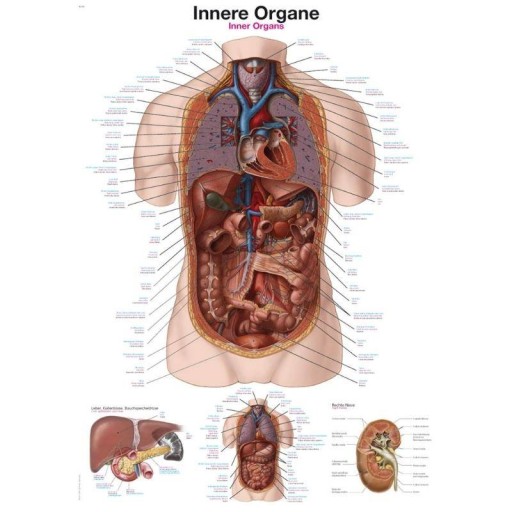 Tablica ANATOMIA ORGANÓW ENG/DE/ŁA - 70x100 cm