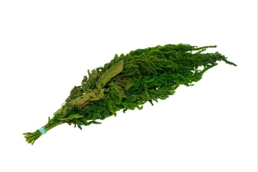 Szarłat ROŚLINY STABILIZOWANE do obrazu amaranthus