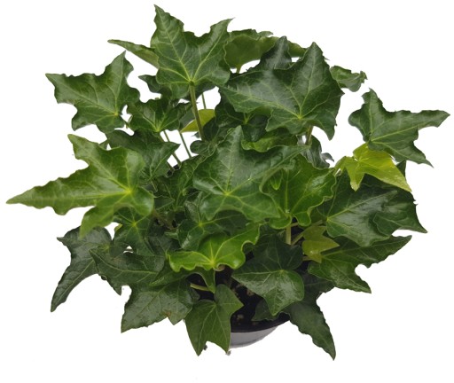 HEDERA HELIX IVALACE BŁYSZCZĄCA BLUSZCZ MINI