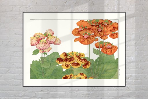 PANTOFELNIK KALCEOLARIA sztuka japońska dekoracja vintage 21x30 (A4)
