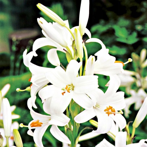 Lilium Candidum Lilia Św. Antoniego Józefa 1 szt