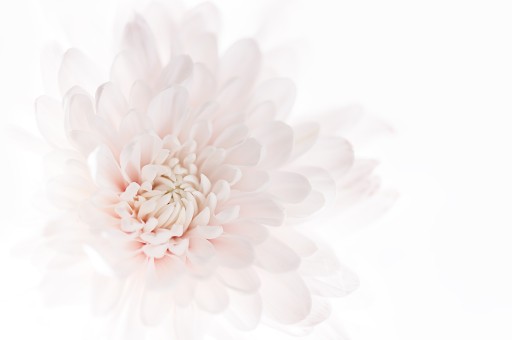 Fototapeta PEONIE PIWONIE KWIATY P07 294x260