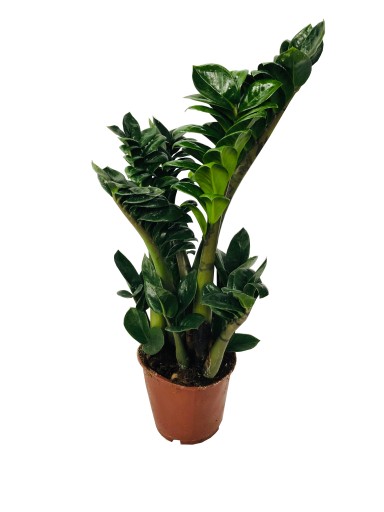ZAMIOCULCAS ZENZI DUŻY GĘSTY ZAMIOKULKAS