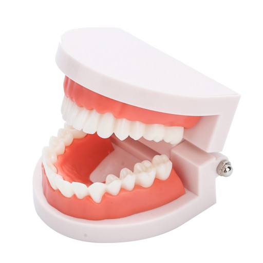 Model zębów dentystycznych