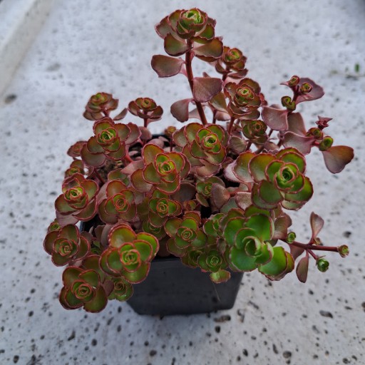 Rozchodnik Kaukaski Byliny Wieloletnie Sadzonki Sedum Spurium Piękna Roślin