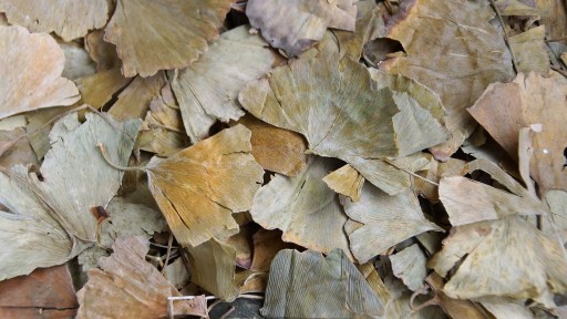 Ginkgo biloba liść - 100g