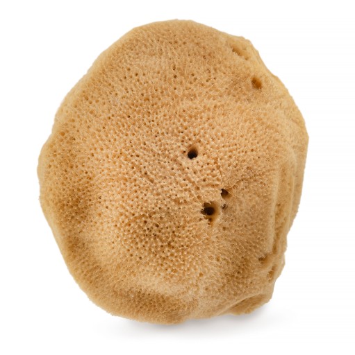 Naturalna gąbka morska (brązowa) 9,5 cm HHUUMM 02F