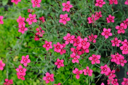 Dianthus deltoides - Goździk kropkowany