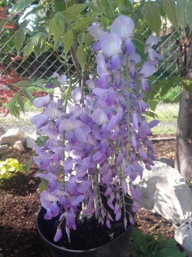 Glicynia Wisteria powtarzająca kwitnienie