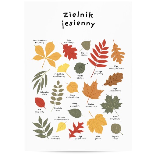 PLAKAT DLA DZIECI ZIELNIK LIŚCIE GATUNKI DRZEW 50x70 MONTESSORI
