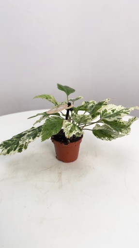Hibiscus rosa-sinensis Variegated