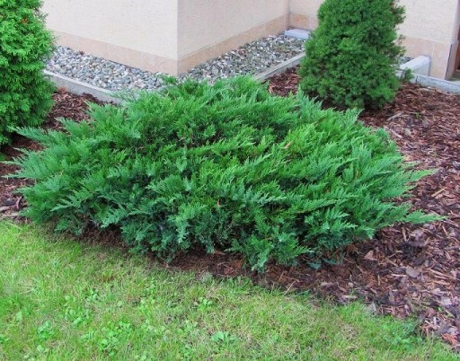 JAŁOWIEC TAMARISCIFOLIA - NIEWYMAGAJĄCY PŁOŻAK
