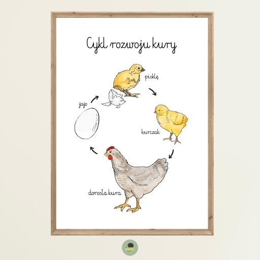 Plakat Edukacyjny Kurczak cykl rozwojowy kury A4 Montessori kura