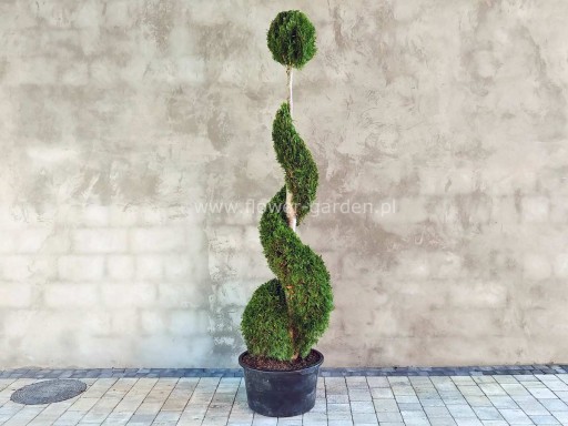 Żywotnik zachodni Smaragd 200cm SPIRALA #19866 C40