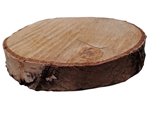 Suchy plaster drewna krążek brzoza dekoracje 19-22 cm plaster brzozy lakier