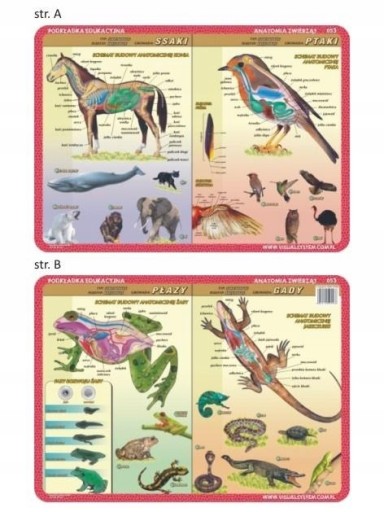 Biurkowa Podkładka MATA Na Biurko Dla DZIECI Anatomia: Ssaki, Ptaki, Płazy