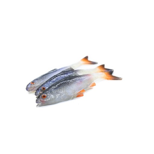 GUMA REAL FISH PŁOĆ JASKÓŁKA NA OKONIA SANDACZA