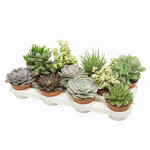 SUKULENTY Zestaw Mix 5 szt ESZEWERIA CRASSULA
