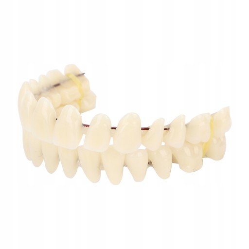 10x Model zębów do zaopatrzenia dentystycznego