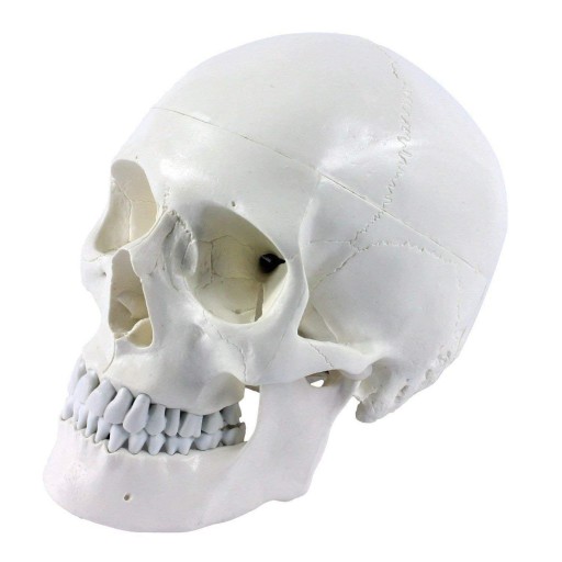 Model czaszki człowieka do lekcji anatomii biała