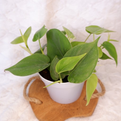 FILODENDRON PHILODENDRON SCANDENS zielony d.13cm