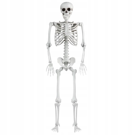 Szkielet człowieka naturalnej wielkości 165 cm