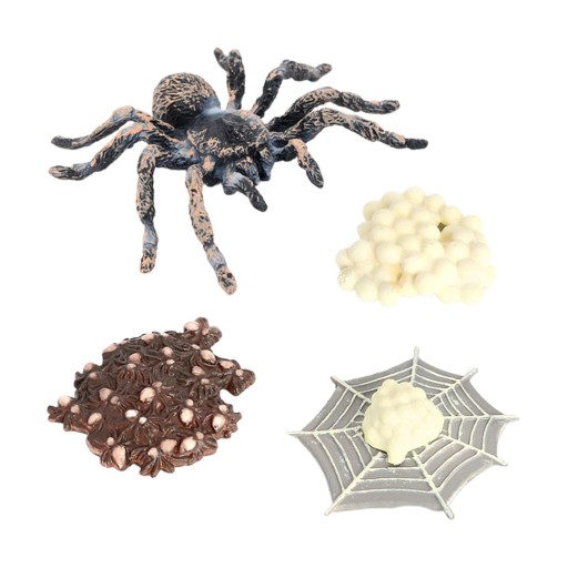 Whiteknee Spider Growth Figure Life Model