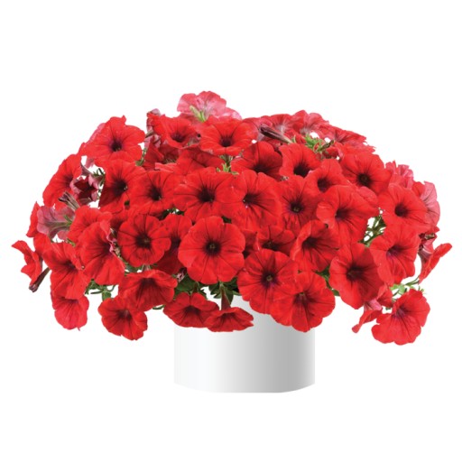 SURFINIA CHILLI RED KWIECIEŃ/MAJ 3SZT