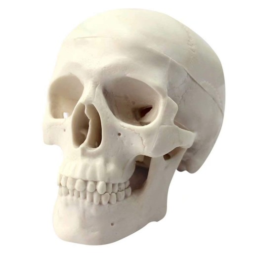 Human Mini Size Anatomical Head Bone Skull Bone Model Educational Model