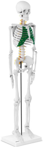 Szkielet - model anatomiczny - 85cm PHYSA 10040243