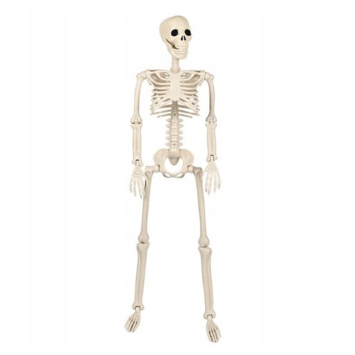 SZKIELET CZŁOWIEKA SZKIELETOR KOŚCIOTRUP CZASZKA DEKORACJA HALLOWEEN 93CM