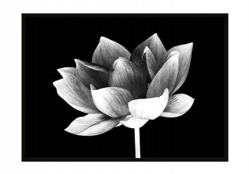 OBRAZ PLAKAT W RAMIE 53x73 cm Kwiat P911