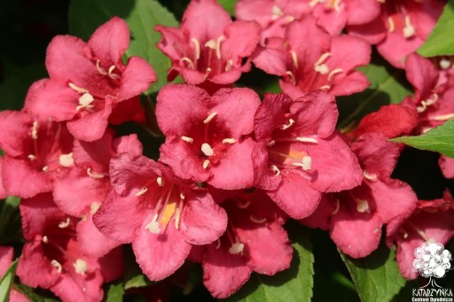 Krzewuszka BRISTOL RUBY weigela cudowna różowa