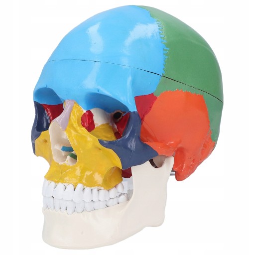 goc/MODEL CZASZKI CZŁOWIEKA DYDAKTYCZNA KOLOROW