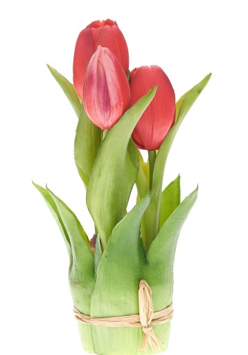 TULIPANY SILIKONOWE BUKIET TULIPANÓW W DONICZCE