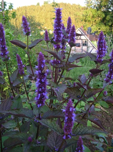 NASIONA MIĘTA KOREAŃSKA Agastache KOREAN ZEST