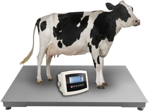 WAGA INWENTARZOWA DO BYDŁA 1,2 x 2,2m 5T 5000kg