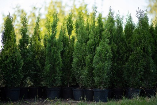 TUJA SZMARAGD THUJA SMARAGD gęsty stożek w DONICY